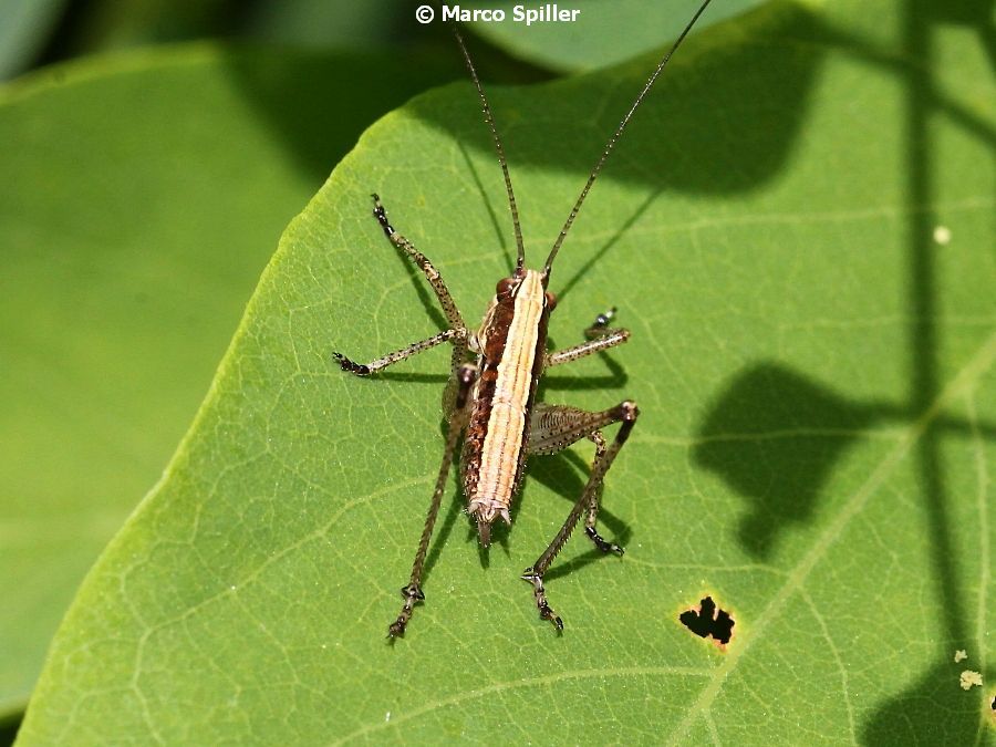 Yersinella raymondi, femmina (Tettigoniidae)